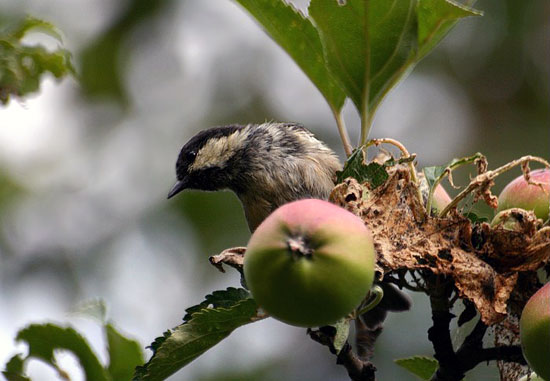 M&eacute;sange &agrave; t&ecirc;te noire