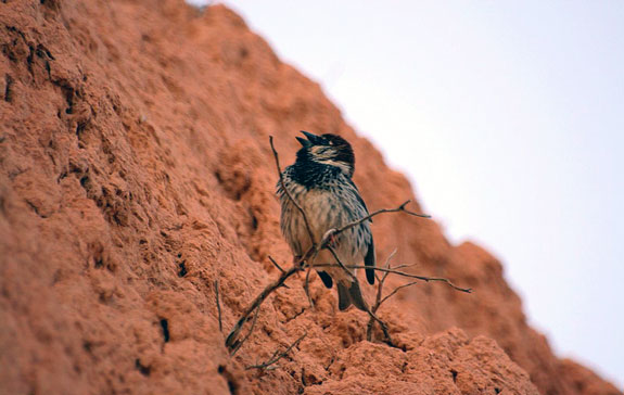 Moineau espagnol (m&acirc;le)