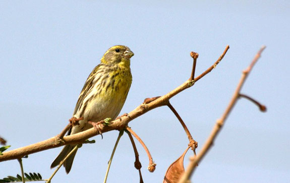 Serin cini (m&acirc;le)