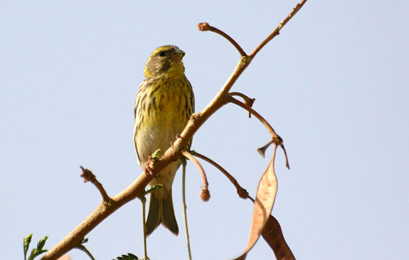 Serin cini (m&acirc;le)