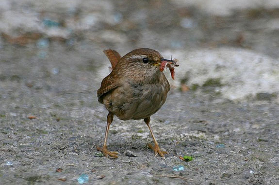 Fi as troglodyte mignon01