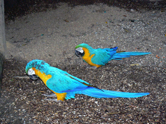 Ara Ararauna (ara bleu)