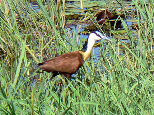 Jacana &agrave; poitrine dor&eacute;e