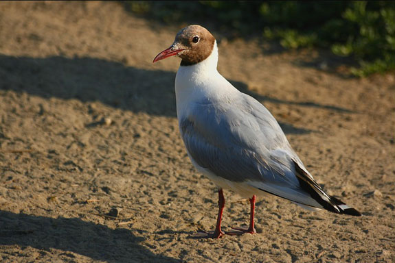Mouette rieuse