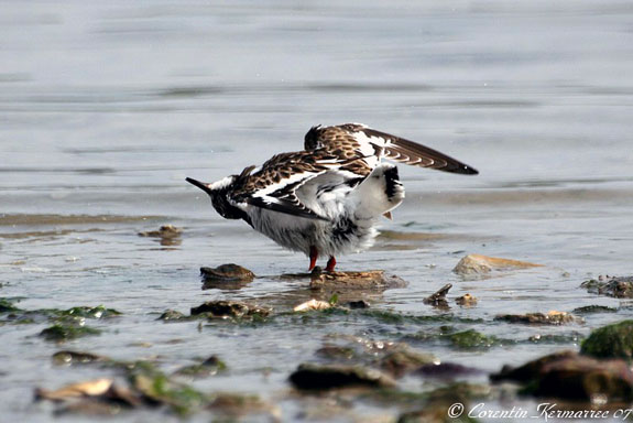 Tournepierre &agrave; collier