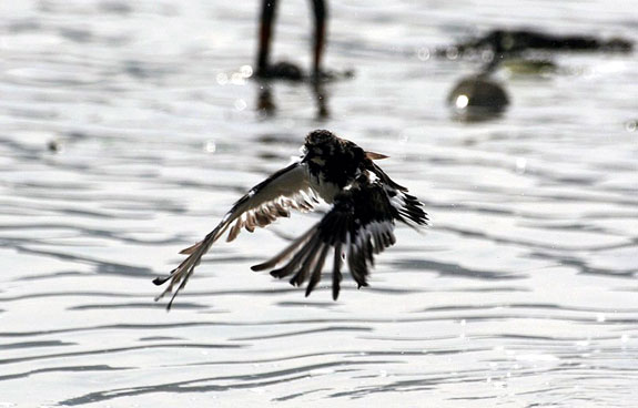 Tournepierre &agrave; collier