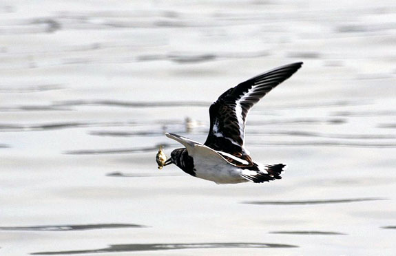 Tournepierre &agrave; collier