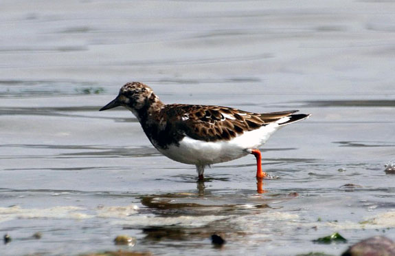 Tournepierre &agrave; collier