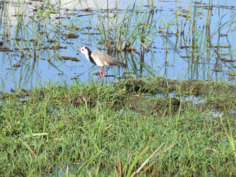 Vanneau A Ailes Blanches