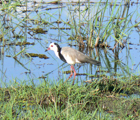 Vanneau &agrave; ailes blanches