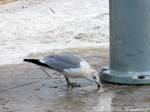 Petits Echassiers, Mouettes Et Pingouins