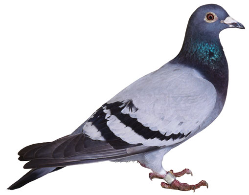 Pigeon Biset