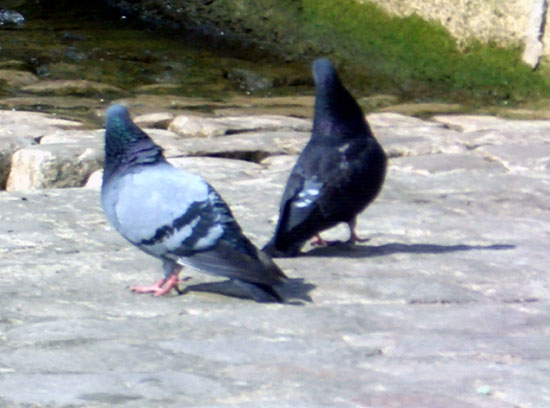 Pigeon Biset