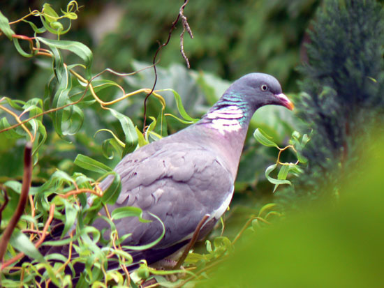 Pigeon Ramier (Palombe)