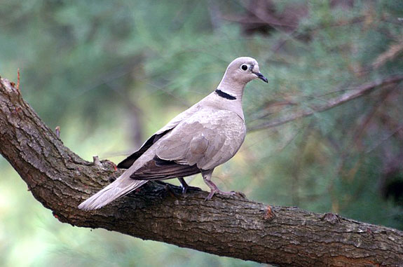 Fi as tourterelle turque01