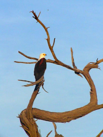 Pyrargue vocif&egrave;re