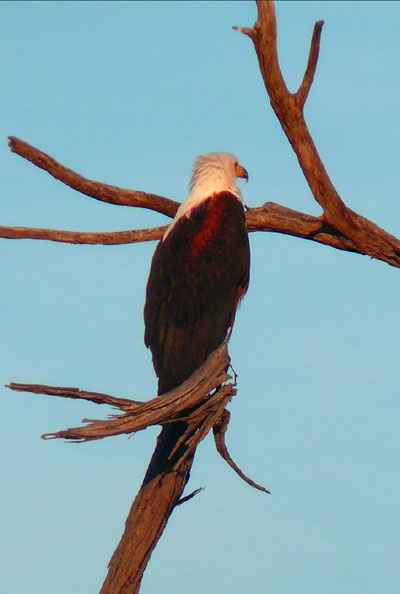 Pyrargue vocif&egrave;re