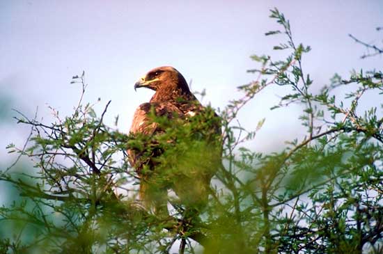 Aigle imp&eacute;rial
