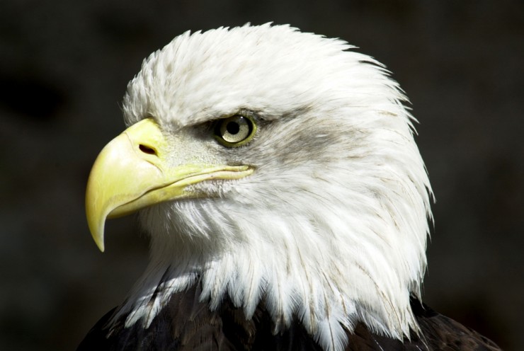 Pygargueateteblanche