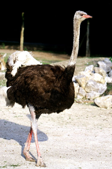 RATITES (OISEAUX COUREURS)