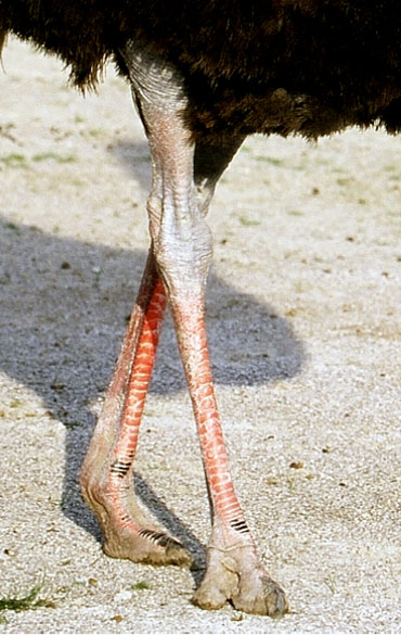 D&eacute;tail des pattes