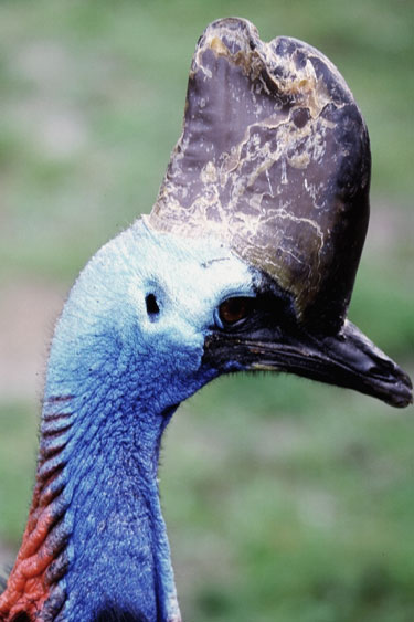 D&eacute;tail de la t&ecirc;te