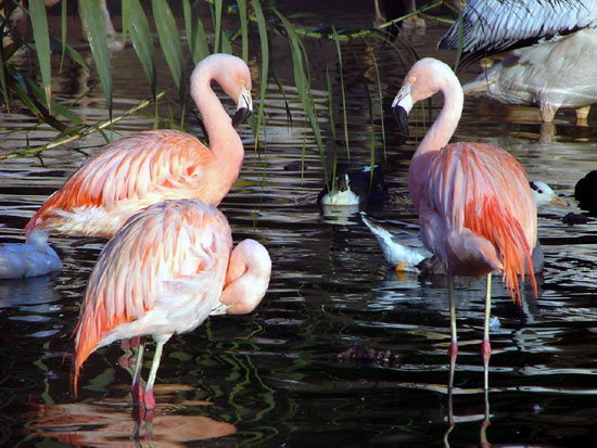Flamant de James (Flamant du Chili)