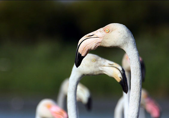 Flamant Rose