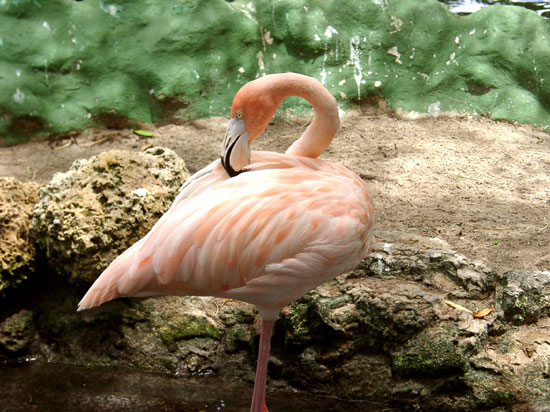 Flamant rose