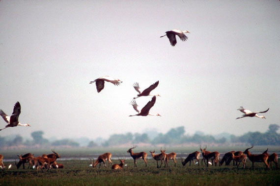 Grue caroncul&eacute;e