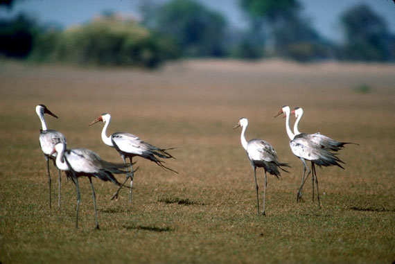 Grue caroncul&eacute;e