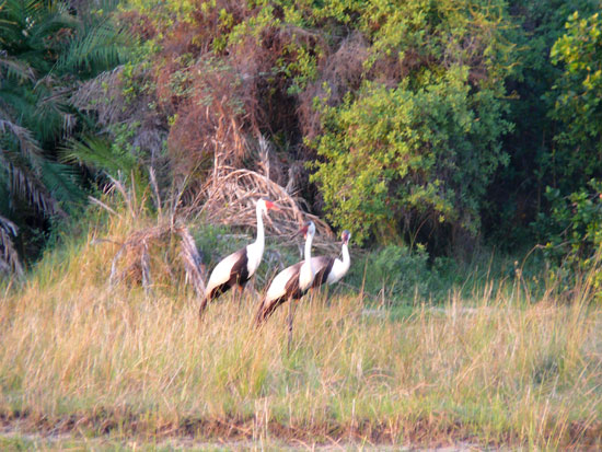 Grue caroncul&eacute;e