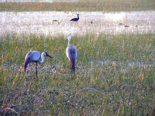 Grue caroncul&eacute;e