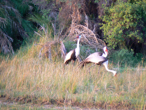 Grue caroncul&eacute;e