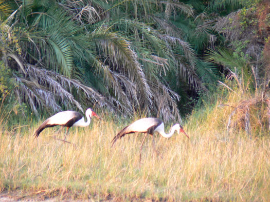 Grue caroncul&eacute;e