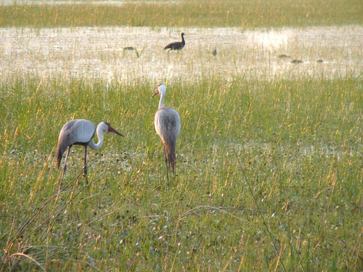 Grue caroncul&eacute;e