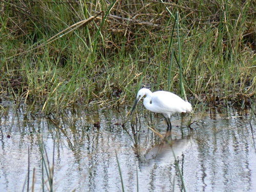 Aigrette Garzette