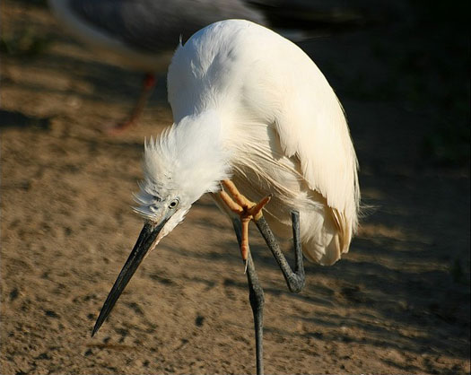 Aigrette garzette