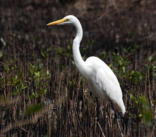 Grande Aigrette (ou Heron Blanc)