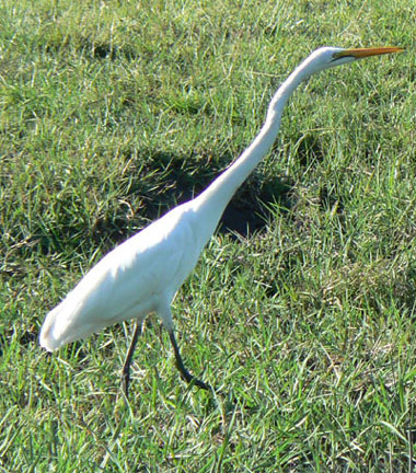 Grande aigrette (ou H&eacute;ron blanc)
