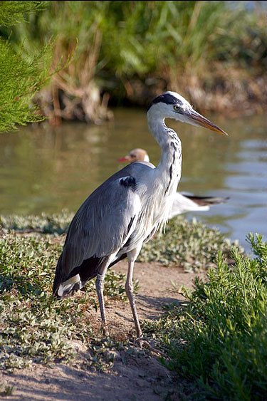 H&eacute;ron cendr&eacute;