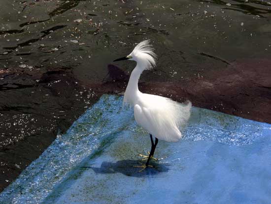 Ifsa as aigrette neigeuse01