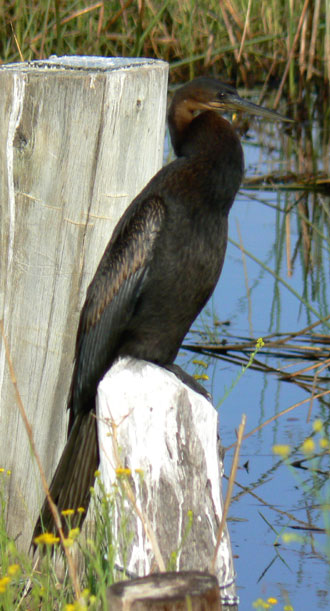 Anhinga d'Afrique