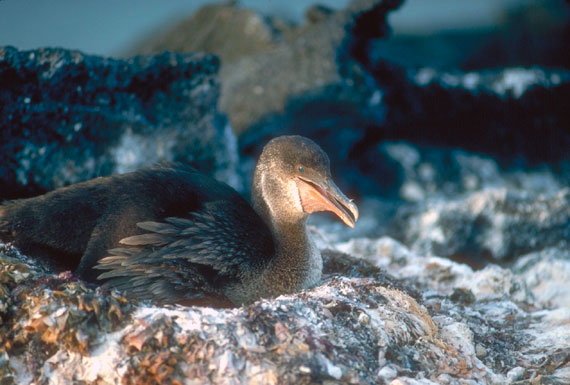 Cormoran apt&egrave;re