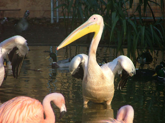Pelican Blanc