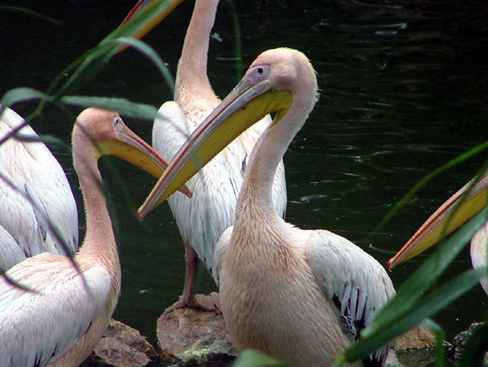 P&eacute;lican blanc