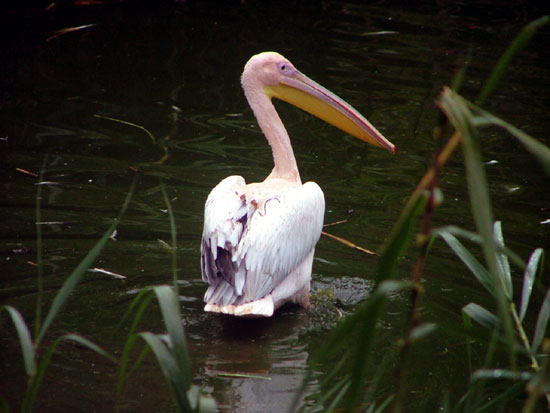 P&eacute;lican blanc