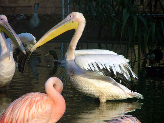 P&eacute;lican blanc