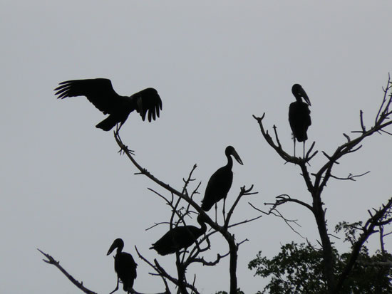 P&eacute;lican blanc