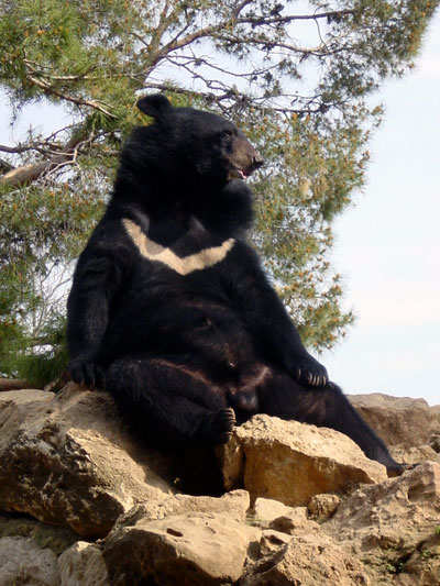 Ours &agrave; collier